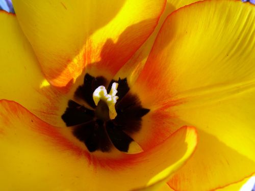 tulip tulip cup yellow