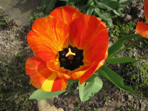 tulip flower spring