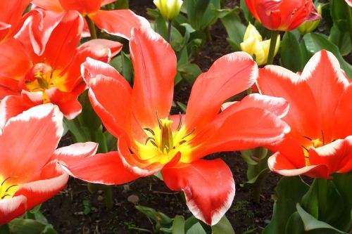 tulip spring red