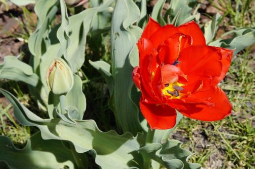 tulip red bloom