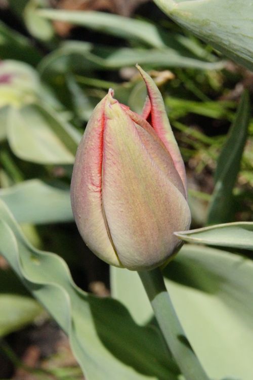 tulip closed red