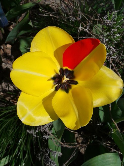 tulip spring yellow