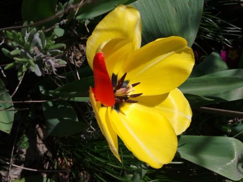 tulip yellow blossom