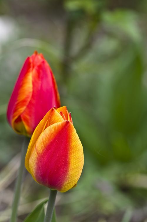 tulip spring blossom