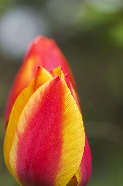 tulip red yellow