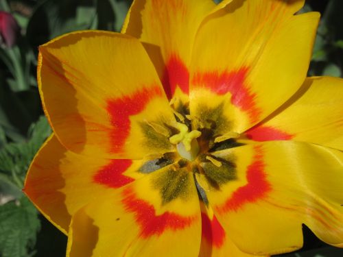 tulip blossom bloom