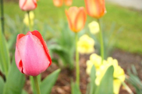 tulip colorful pastels