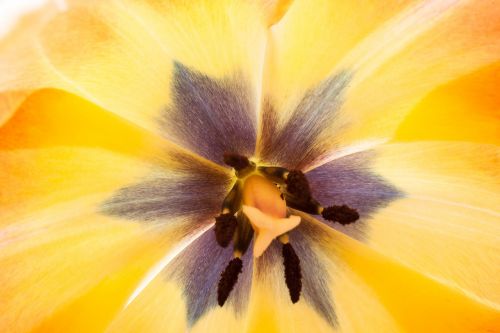 tulip stamp stamens