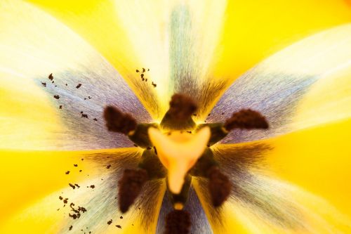 tulip stamp stamens