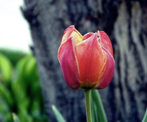 tulip nature spring