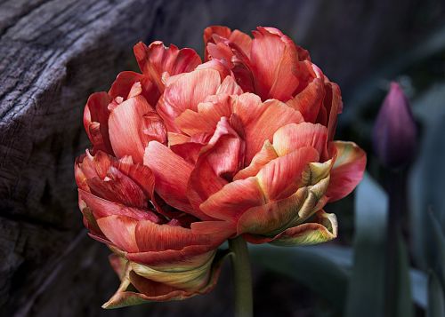 tulip red spring