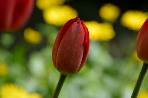 tulip red flower