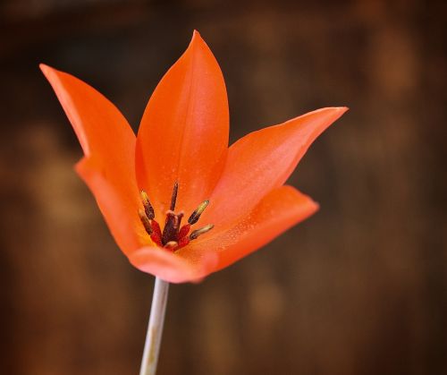 tulip red blossom