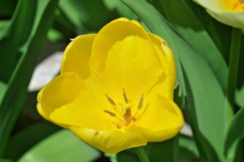 tulip flower blossom