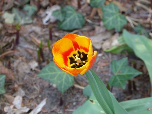tulip yellow flower flower