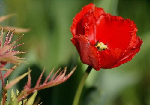 tulip red flower red tulip