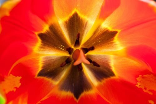 tulip stamp stamens