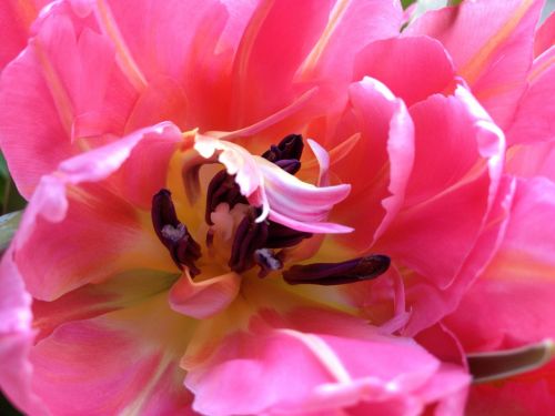 tulip cerise flower