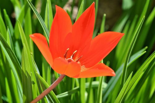 tulip star tulip flower