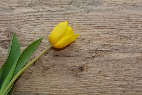 tulip flower schnittblume