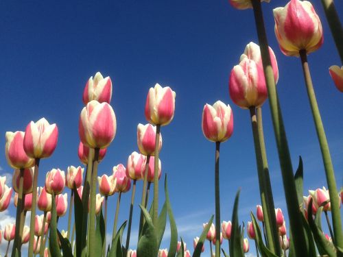 tulip rosa plantation