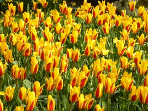 tulip keukenhof spring