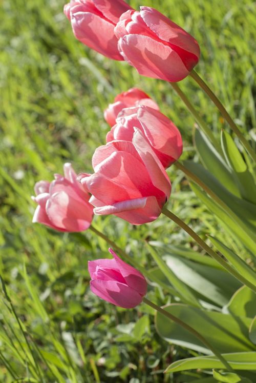 tulip meadow plant
