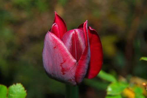 tulip blossom bloom