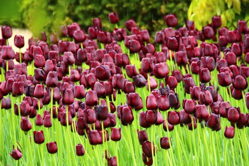 tulip flowers park