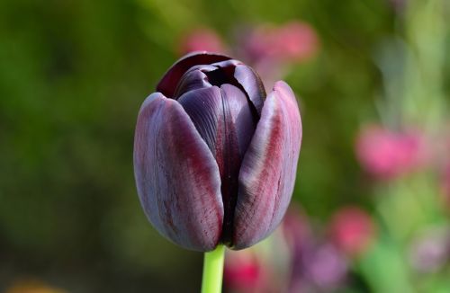 tulip flower flowers