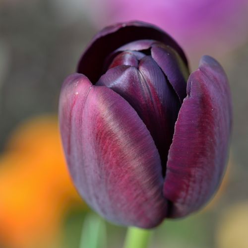 tulip flower flowers