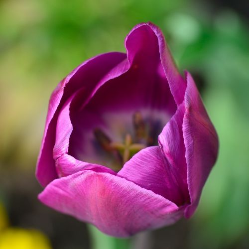 tulip flower flowers