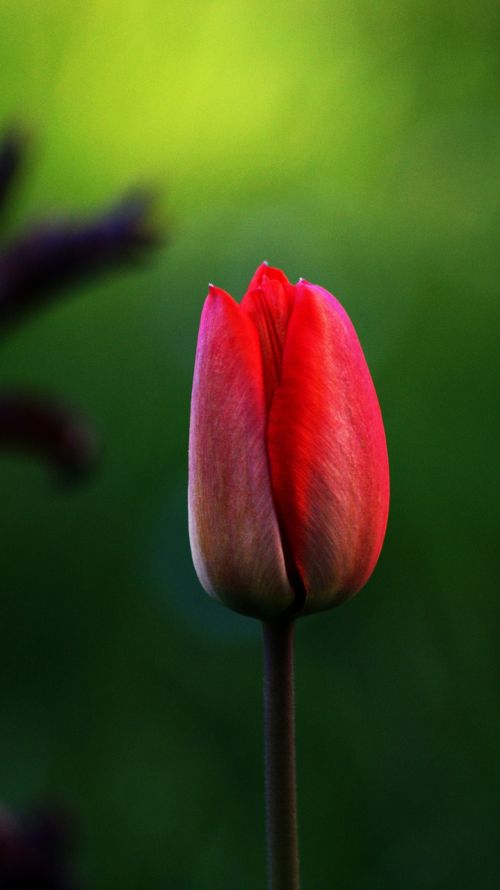 tulip flower red