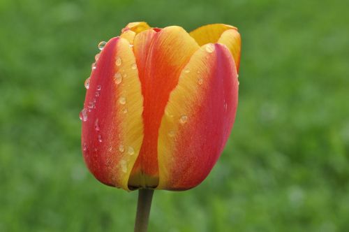 tulip flower blossom