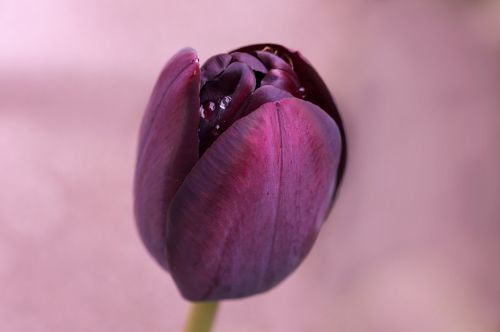tulip purple blossom