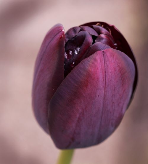 tulip flower schnittblume