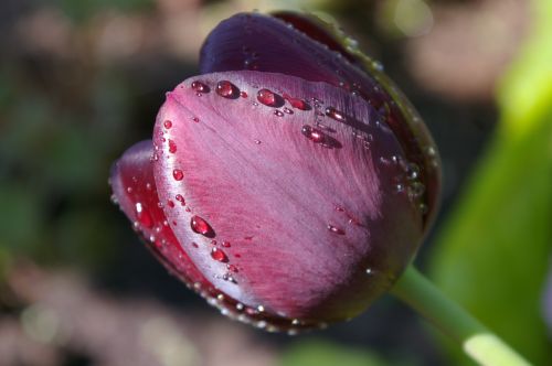 tulip spring purple