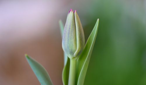 tulip flower closed