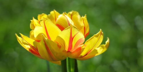 tulip flower blossom