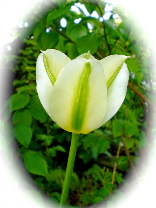 tulip white spring