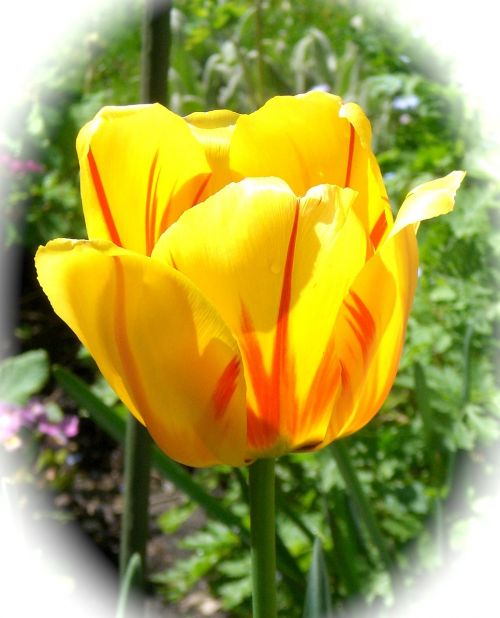 tulip yellow flowers