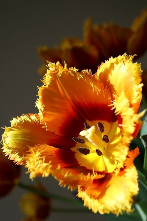 tulip flora flowers