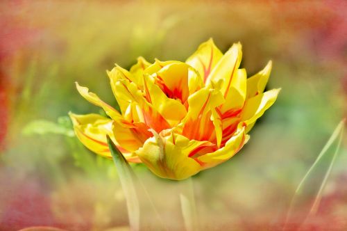 tulip flower blossom