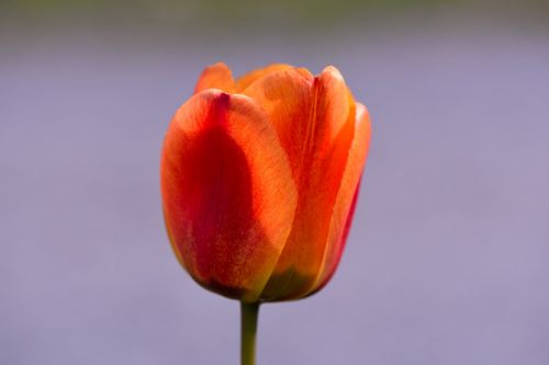 tulip schnittblume spring flower