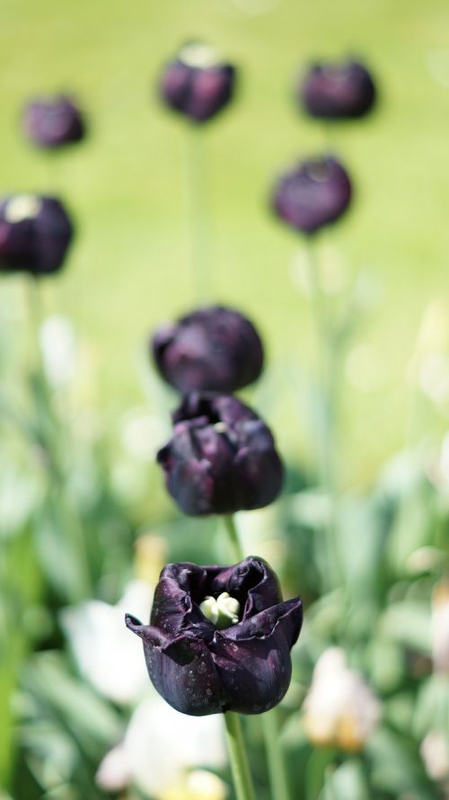 tulip black flower