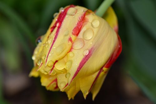 tulip flower spring flower