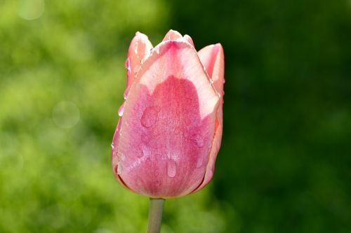 tulip pink blossom