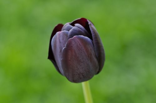 tulip purple blossom