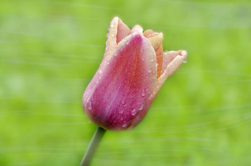 tulip flower blossom