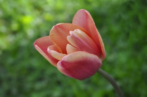 tulip flower schnittblume